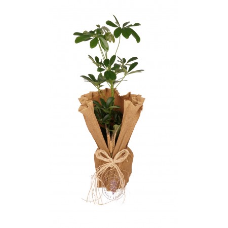 Saksıda Şeflera (Schefflera) Bitkisi